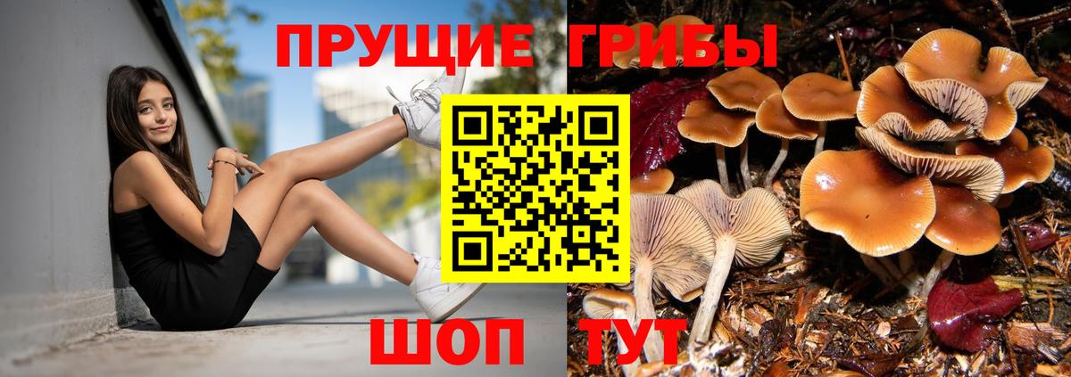 Псилоцибиновые грибы ЛСД  Вход с VPN  Псилоцибиновые грибы Psilocybe  Курчалой 