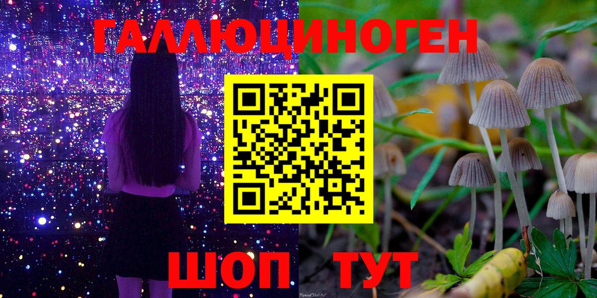 Псилоцибиновые грибы Psilocybine cubensis Курчалой